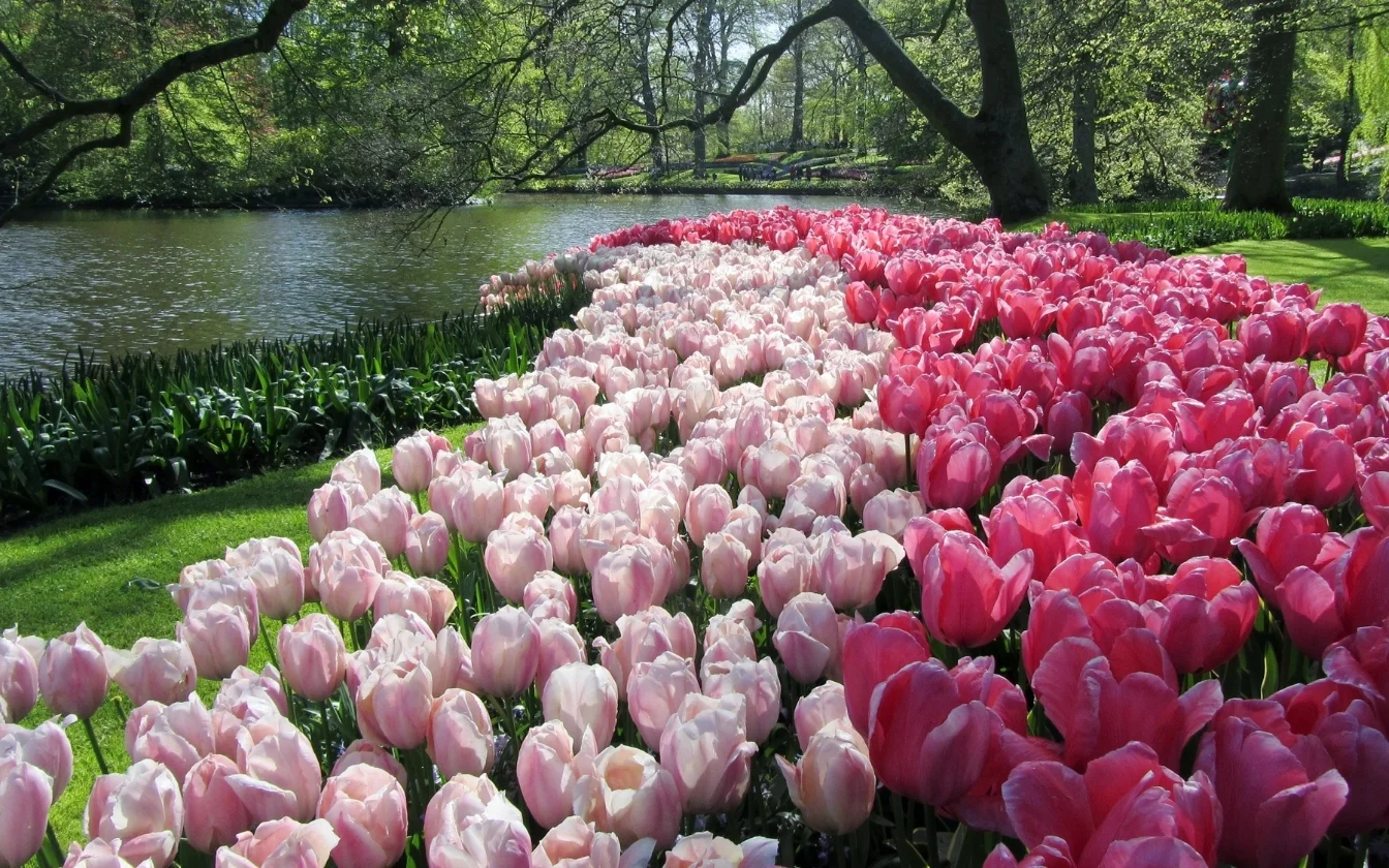 hinh-nen-hoa-tulip-cute-cho-may-tinh-4