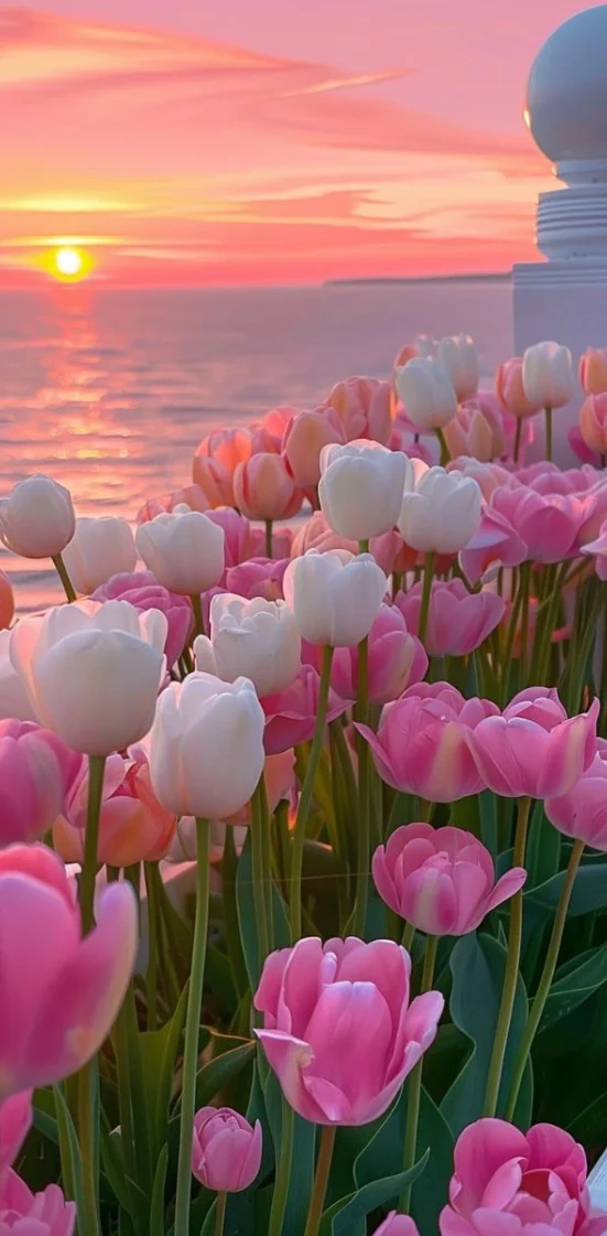 Hình nền hoa Tulip full HD 15