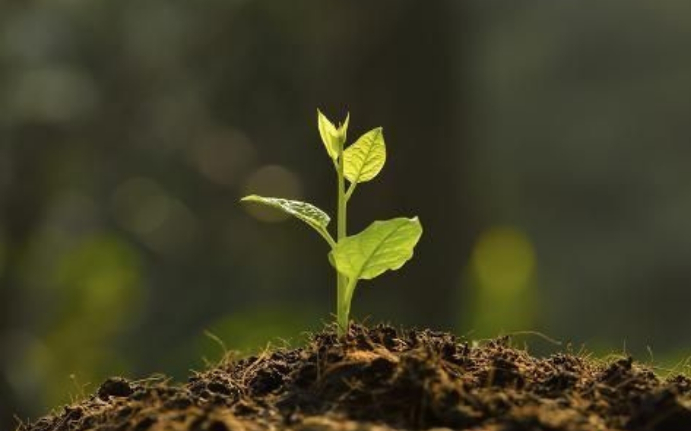 hinh-nen-may-man-cho-menh-tho-4