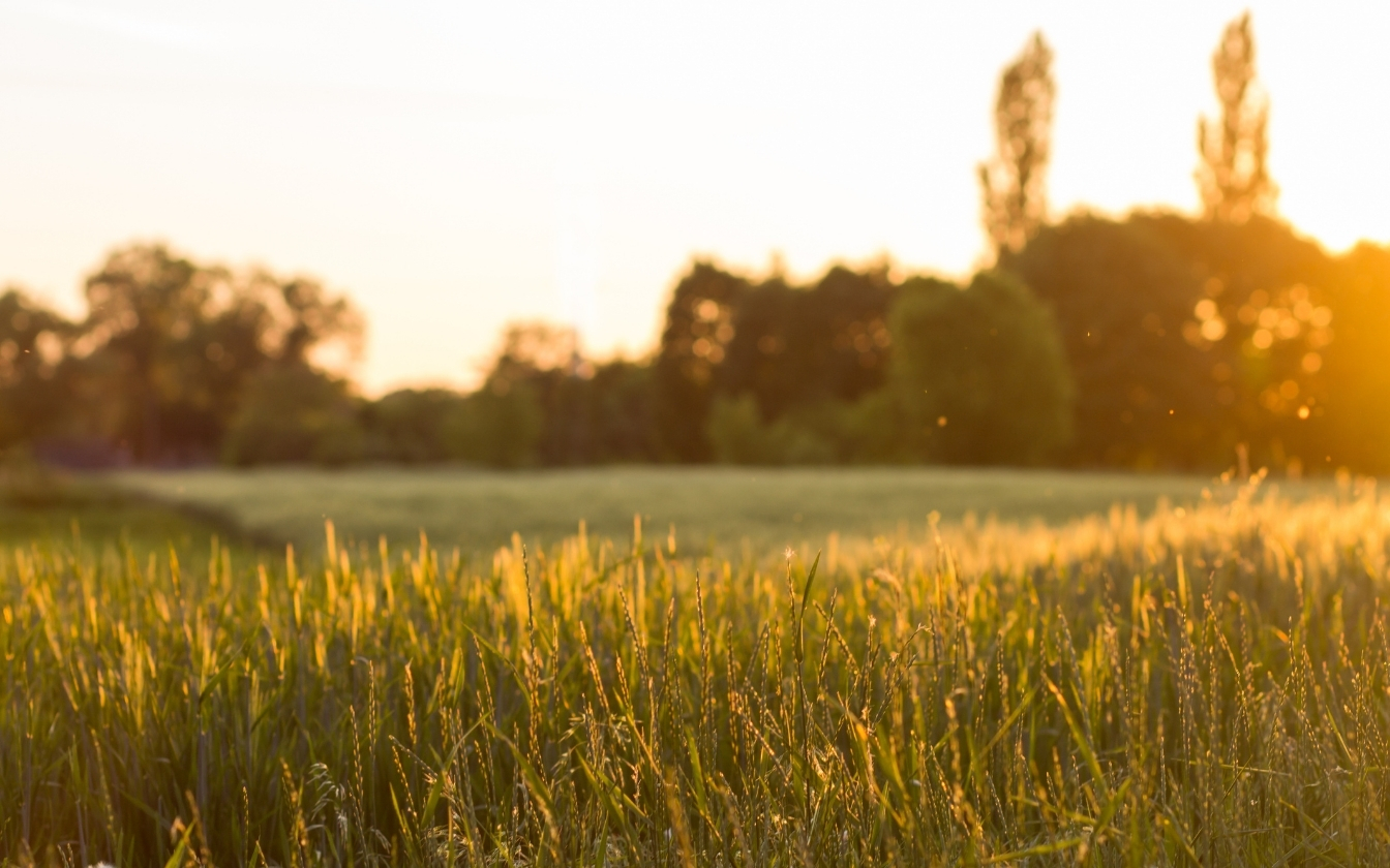 hinh-nen-may-man-cho-menh-tho-1