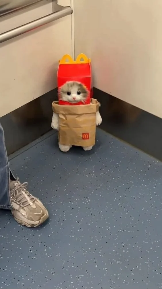 Hinh-nen-meo-cute-1