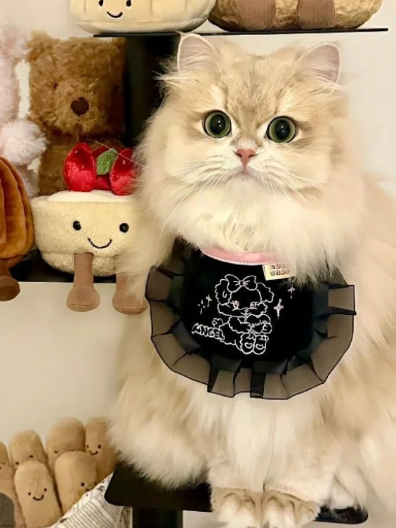 Hinh-nen-meo-cute (3)