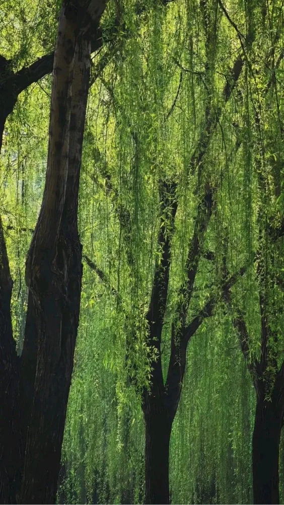 Hinh-nen-thien-nhien-canh-rung-xanh (13)