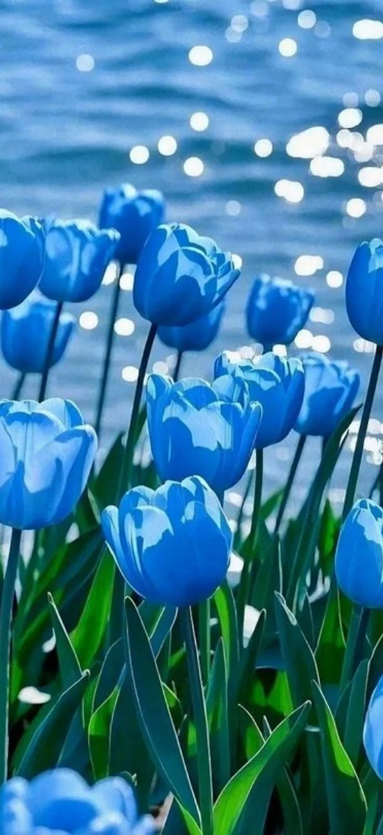 hinh-nen-tulip-xanh-duong-8
