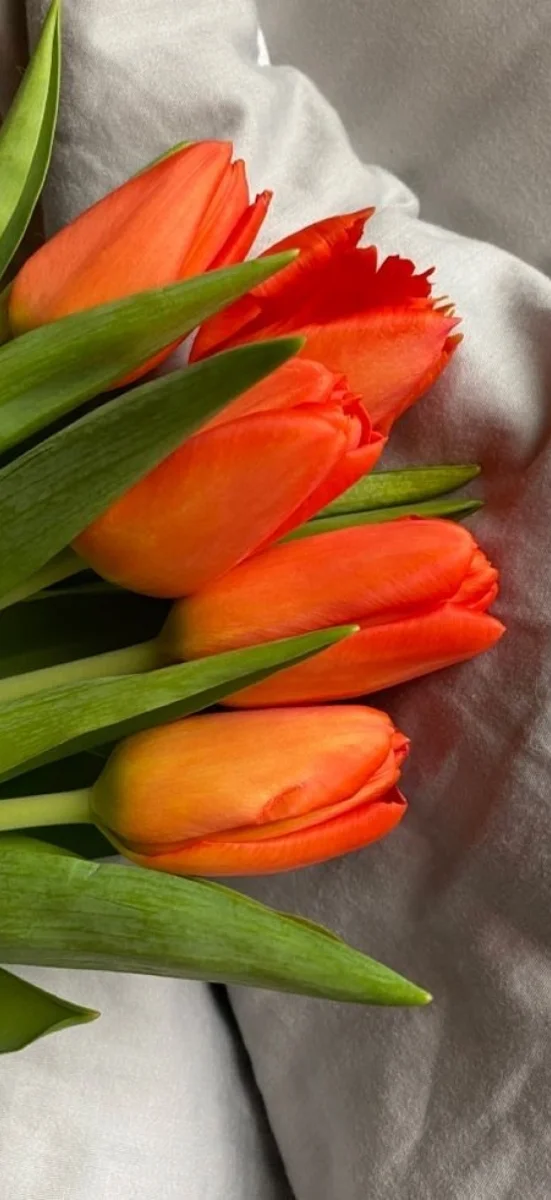 hinh-netulip-cam-2
