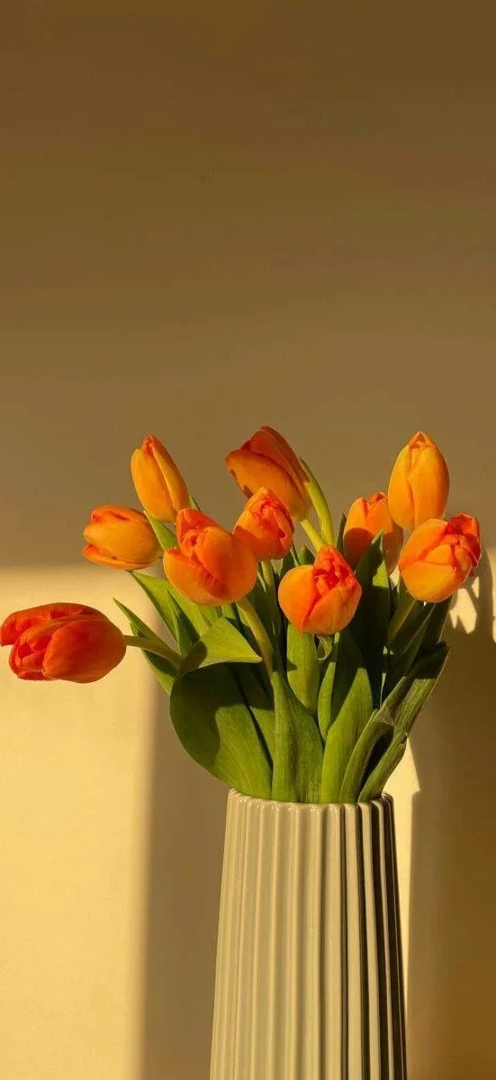 hinh-netulip-cam-3