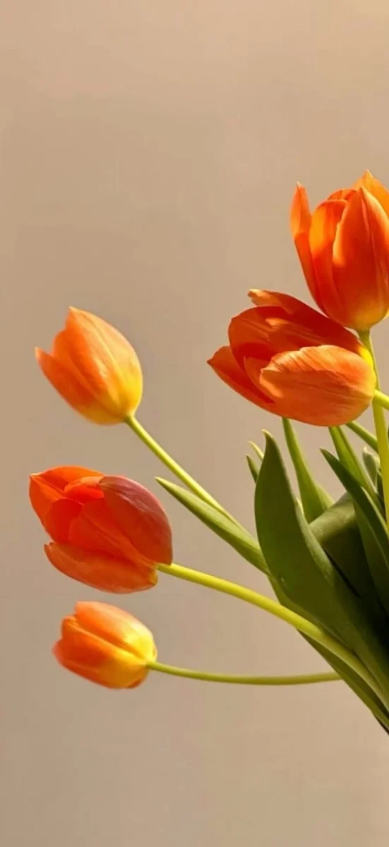 hinh-netulip-cam-4
