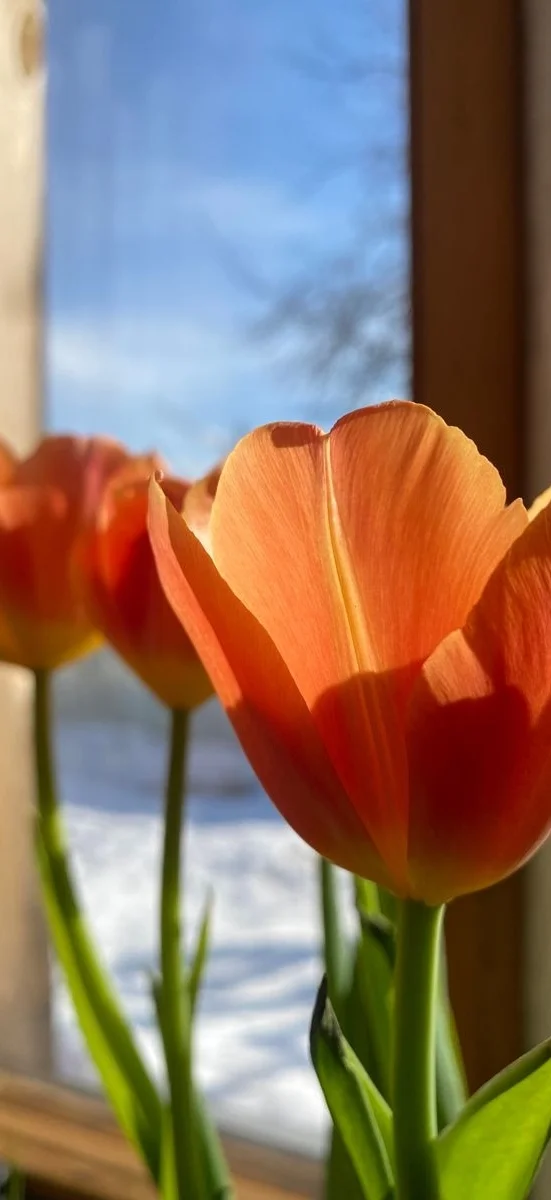 hinh-netulip-cam-6
