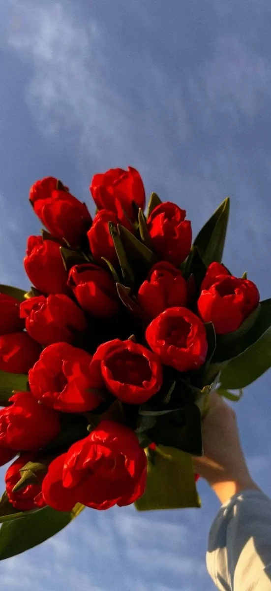 hinh-netulip-do-5
