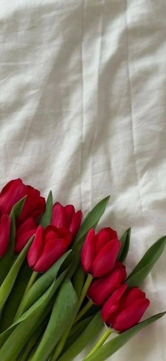hinh-netulip-do-6