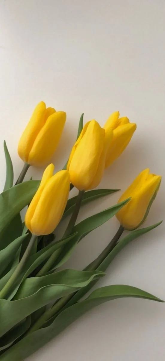 hinh-netulip-vang-1
