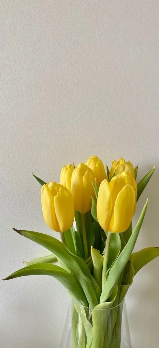 hinh-netulip-vang-2