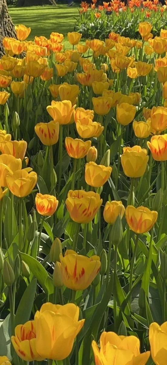 hinh-netulip-vang-7