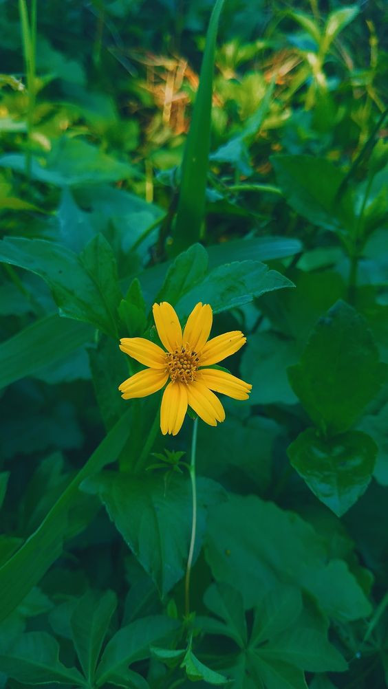 Hoa Cúc Vàng Cô Lập Trên Màu Trắng Hình ảnh Sẵn có - Tải xuống Hình ảnh  Ngay bây giờ - Hoa cúc, Cắt ra, Vàng - Màu sắc - iStock