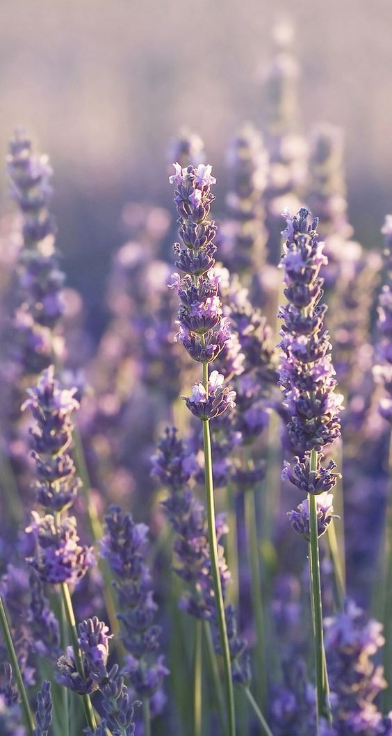 Hình nền ip7 plus hoa lavender