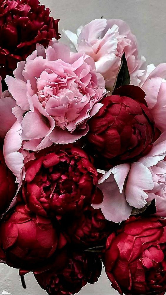 Những bức hình pinterest hoa mẫu đơn hình nền đẹp nhất