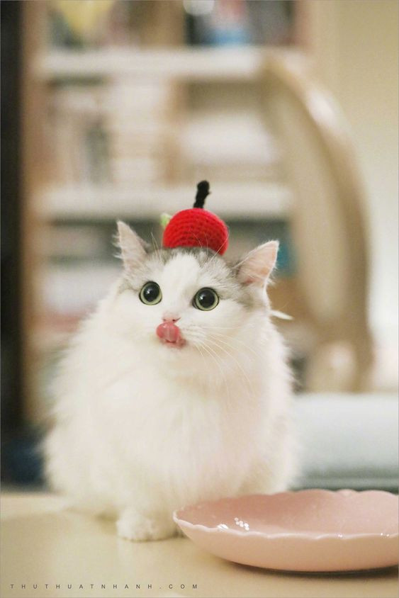 Cung cấp cho bạn những hình ảnh hình mèo cute đáng yêu nhất