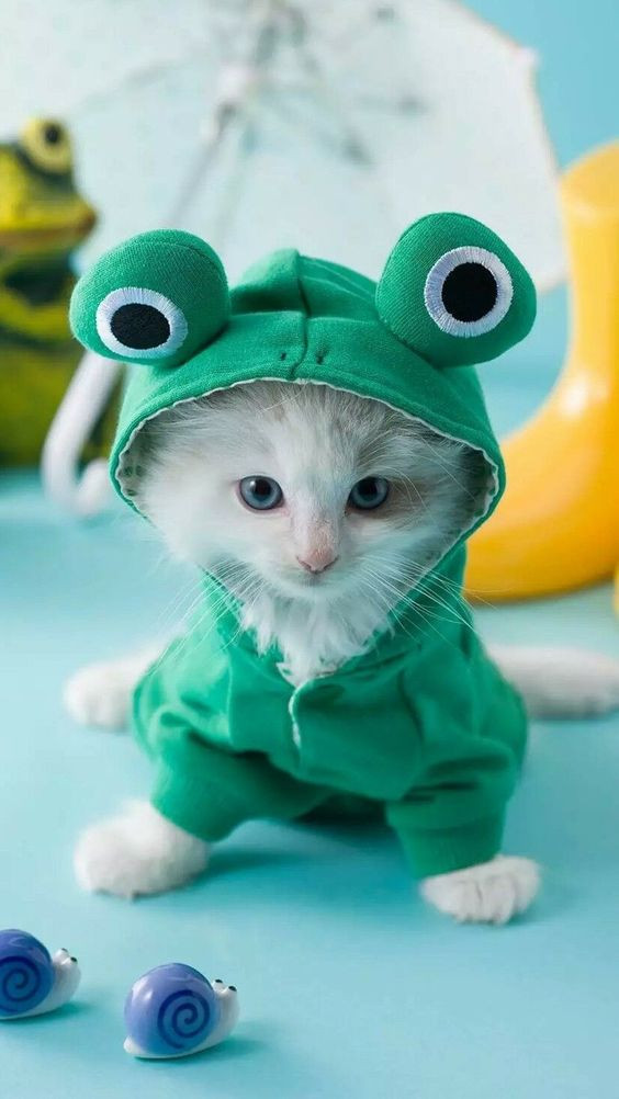 Mèo biến hình thành hoàng tử ếch