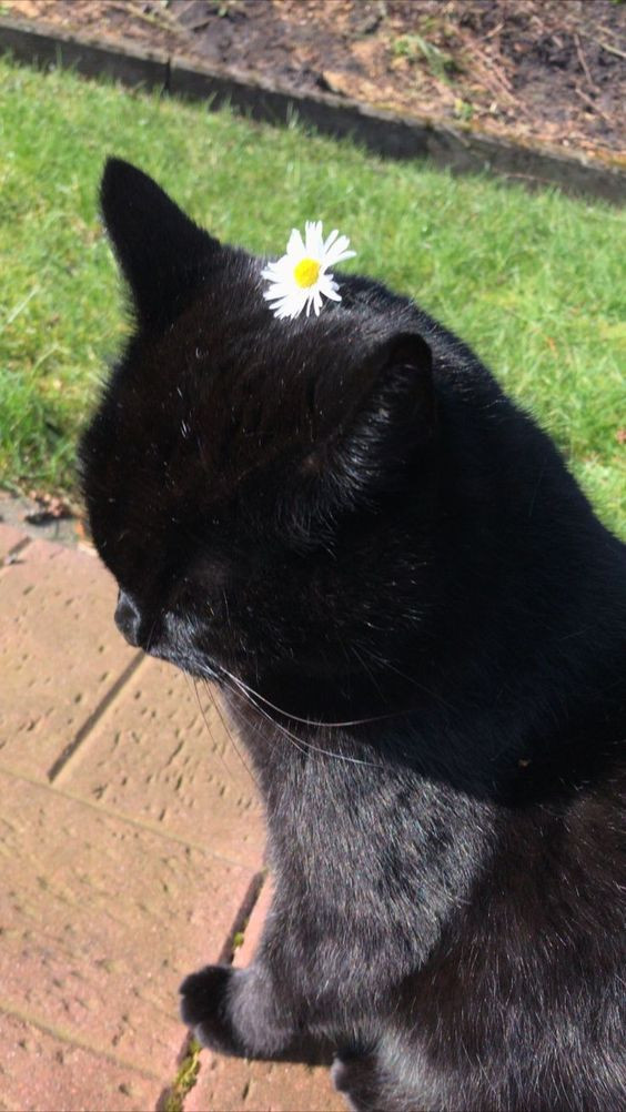 Hình mèo den và hoa cúc