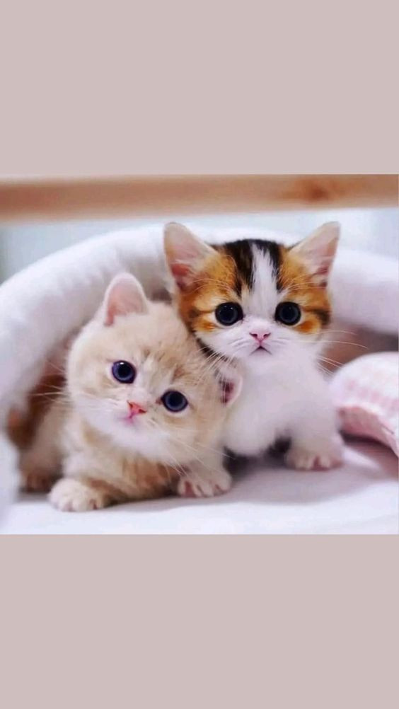 Top 100+ hình nền đt mèo Tuyển chọn đáng yêu nhất