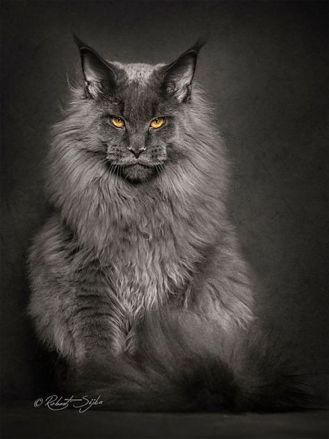 Hình nền Mèo đen phá hủy thế giới, Black Cat Destroys the World Wallpaper -  Media 24H