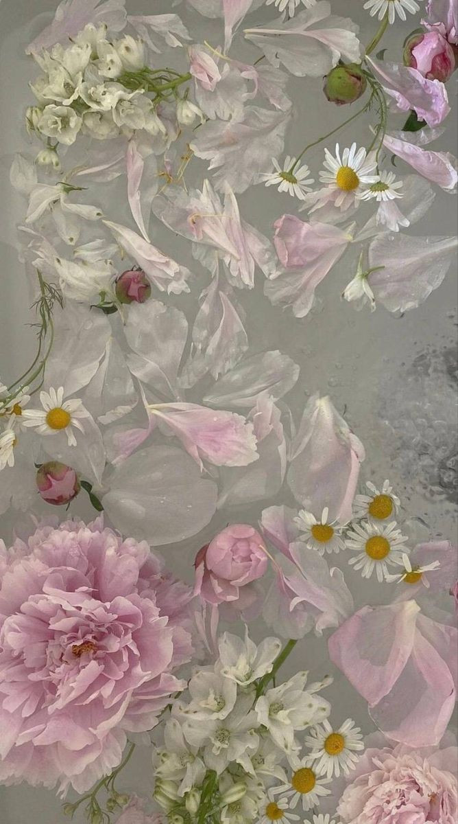 Hình nền hoa đẹp cho iPhone iphone hình nền hoa đẹp Tải về miễn phí