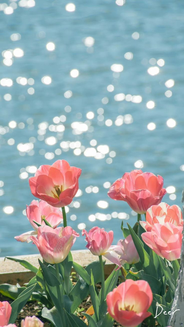 Hoa Anh đào Lãng Mạn Sakura Chụp ảnh Dọc Hoa Mùa Xuân Hình Nền điện Thoại |  PSD Tải xuống miễn phí - Pikbest
